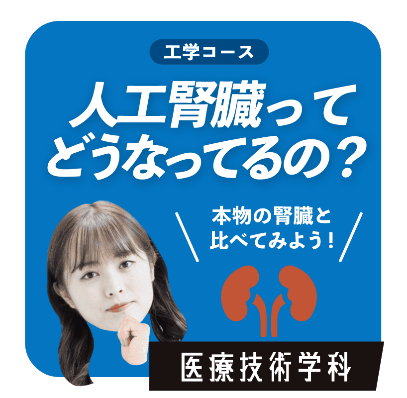 人口腎臓ってどうなるの？　医療技術学科